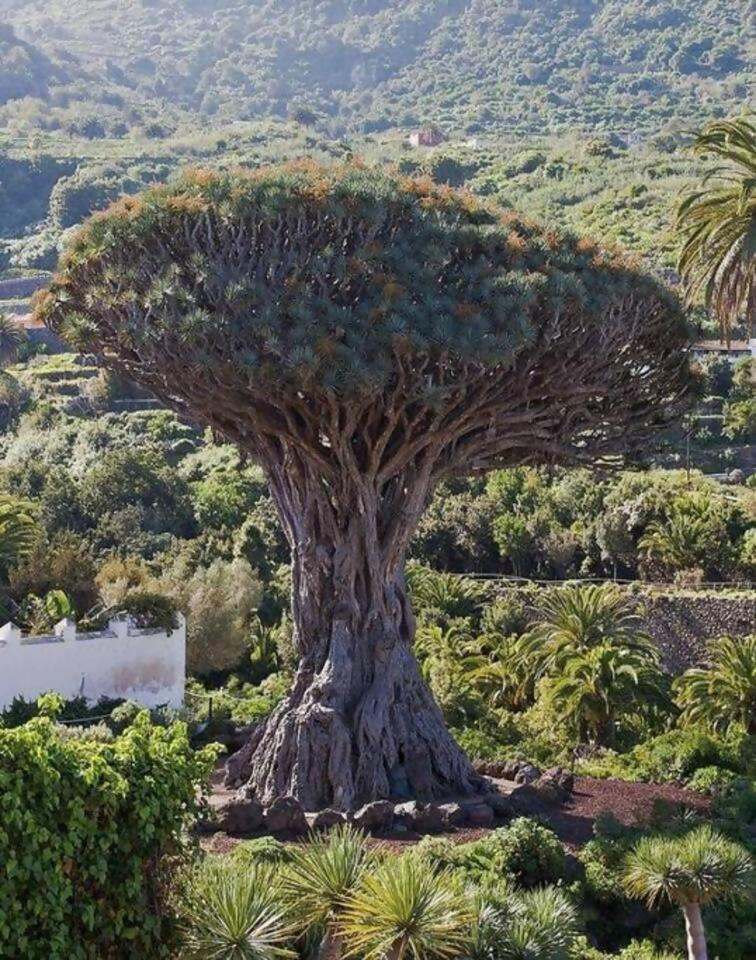 Appartamento Terraza Centrico Pueblo Aparcamiento Cerca Icod De Los Vinos Esterno foto